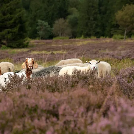 Дом отдыха Sauerland-haeuschen Kleine Auszeit *