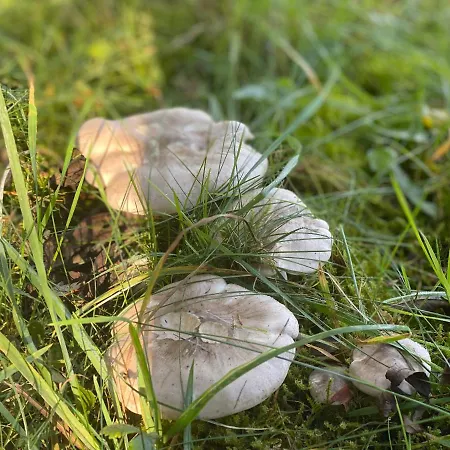 Sauerland-haeuschen Kleine Auszeit Σπίτι διακοπών