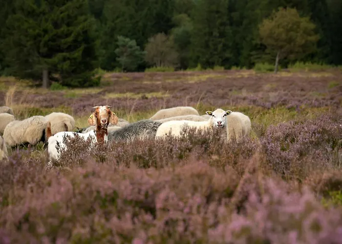 Дом отдыха Sauerland-haeuschen Kleine Auszeit *